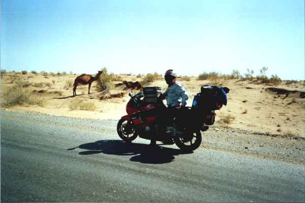 Cammello nel deserto Karakum (Turkmenistan)