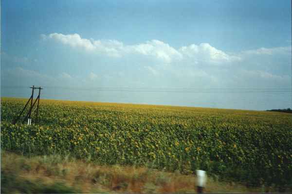 Girasoli a perdita d'occhio