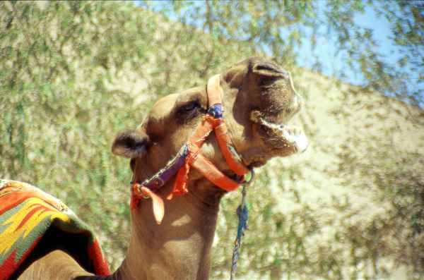 Cammello nel centro storico di Khiva