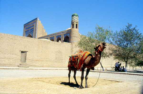 Cammello nel centro storico di Khiva