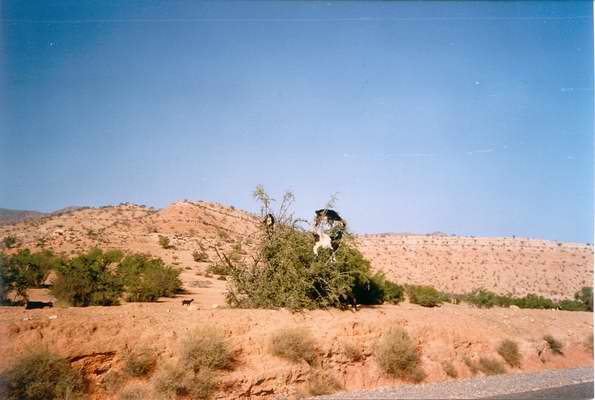 Verso Ouarzazate