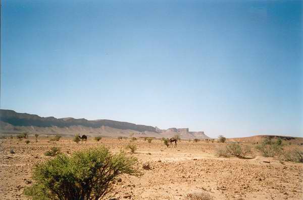 Pista Tagounite - Foum Zguid