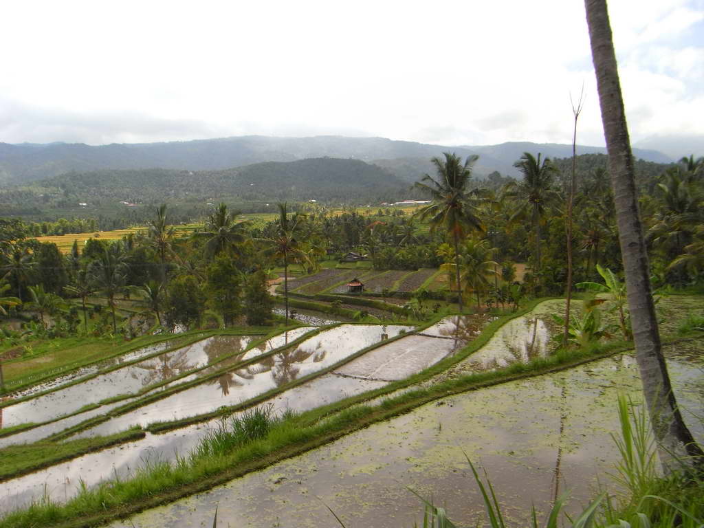 Risaie verso Ubud