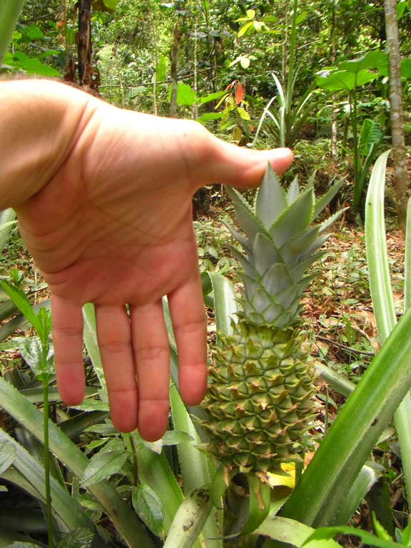 Giovane ananas