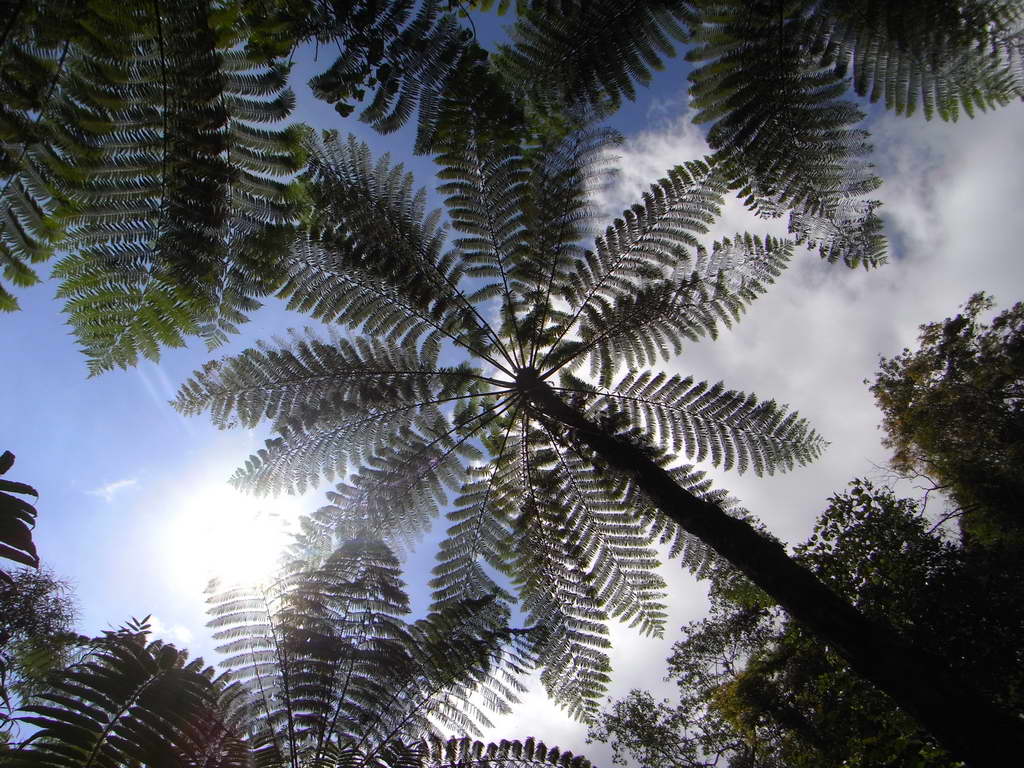 Albero verso Ubud