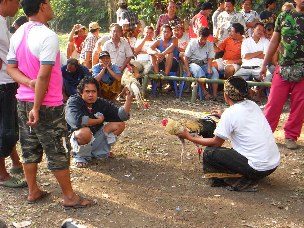 Lotta tra galli a Ubud