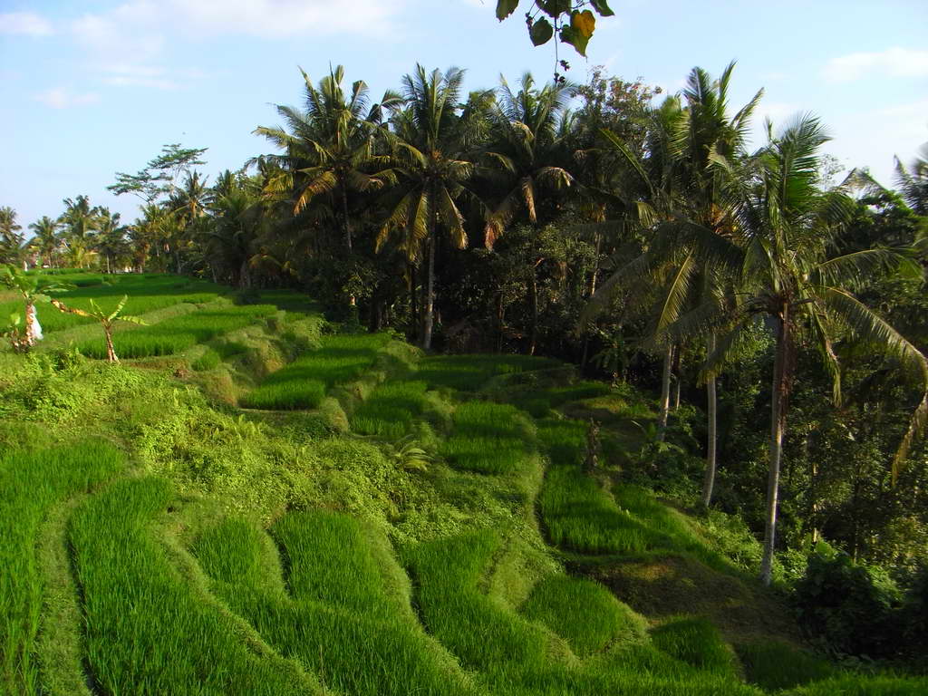 Risaia a Ubud