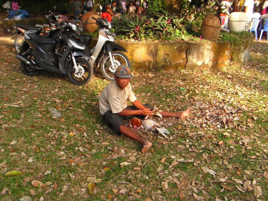 Gallo sconfitto a Ubud