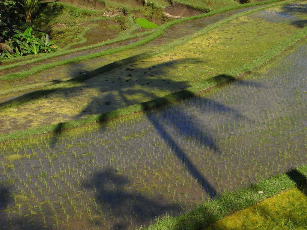 Risaie a Gunung Kawi