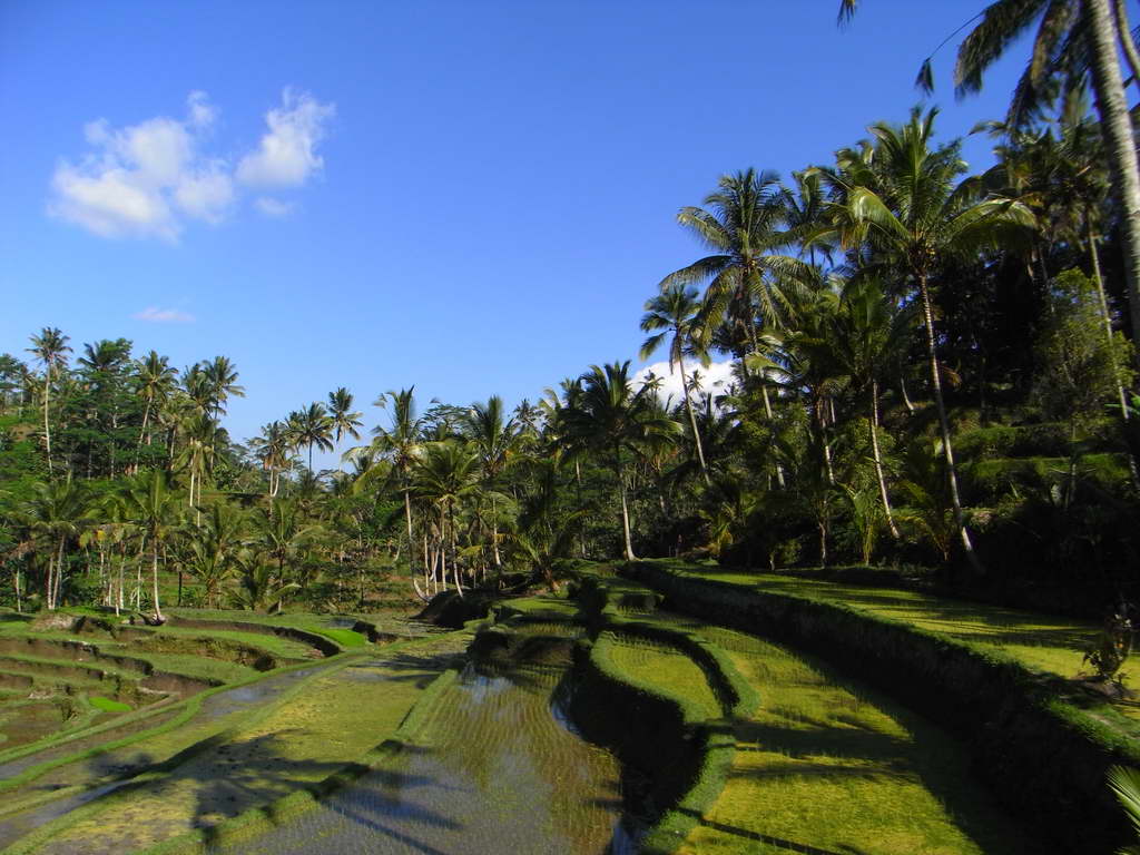 Risaie a Gunung Kawi