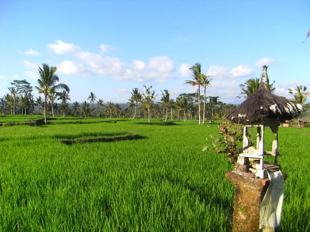 Risaie nei dintorni di Ubud