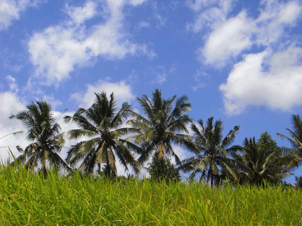 Dintorni di Ubud