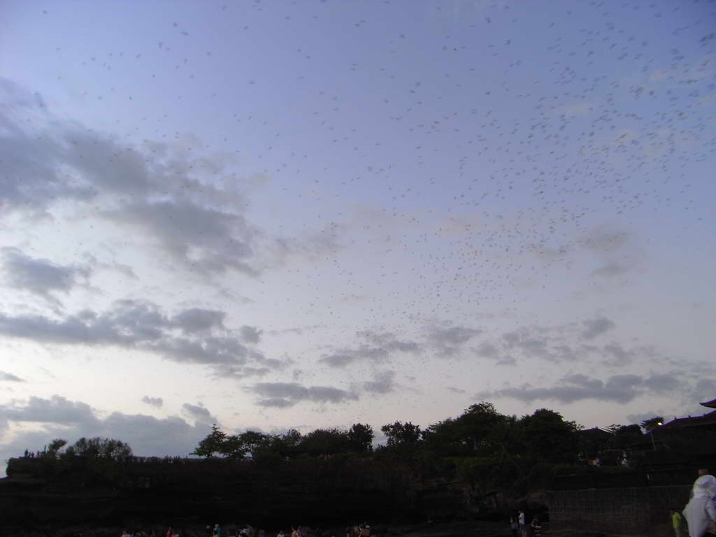 Pipistrelli al tempio Tanah Lot