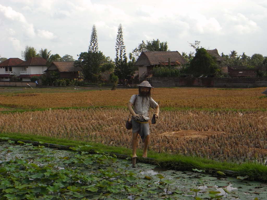 Spaventapasseri in una risaia di Ubud