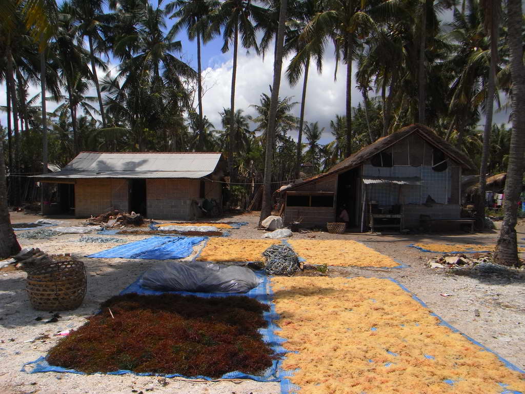 Essiccamento delle alghe a Lembongan