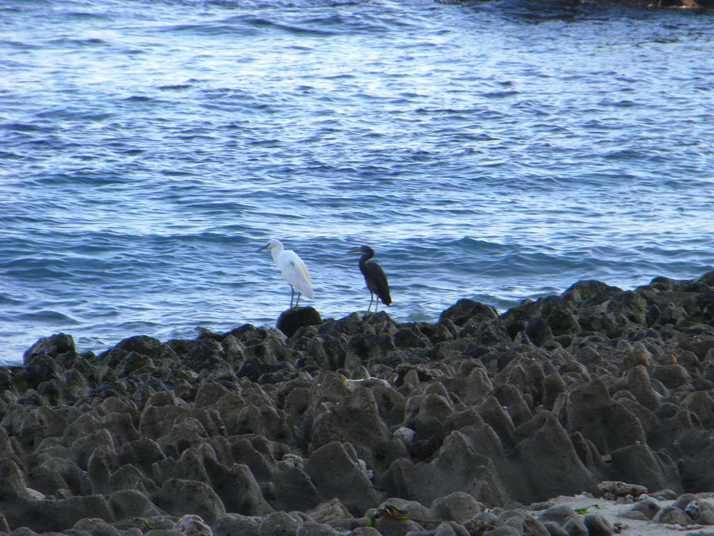 Uccelli a Lembongan