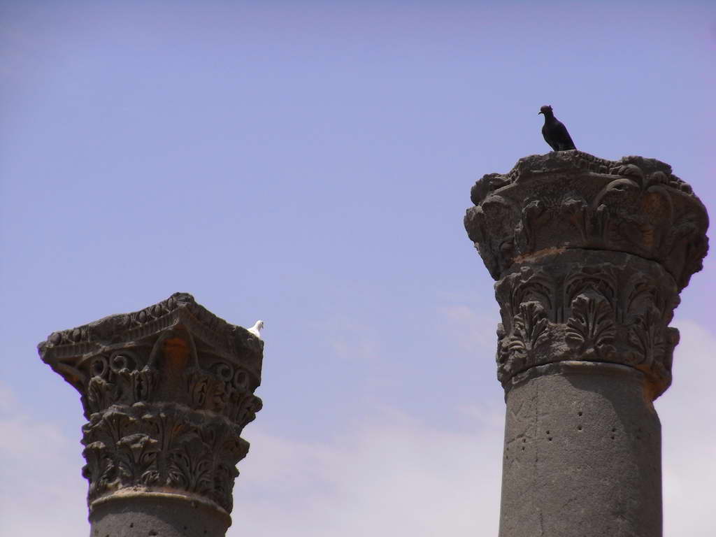 Piccioni a Bosra