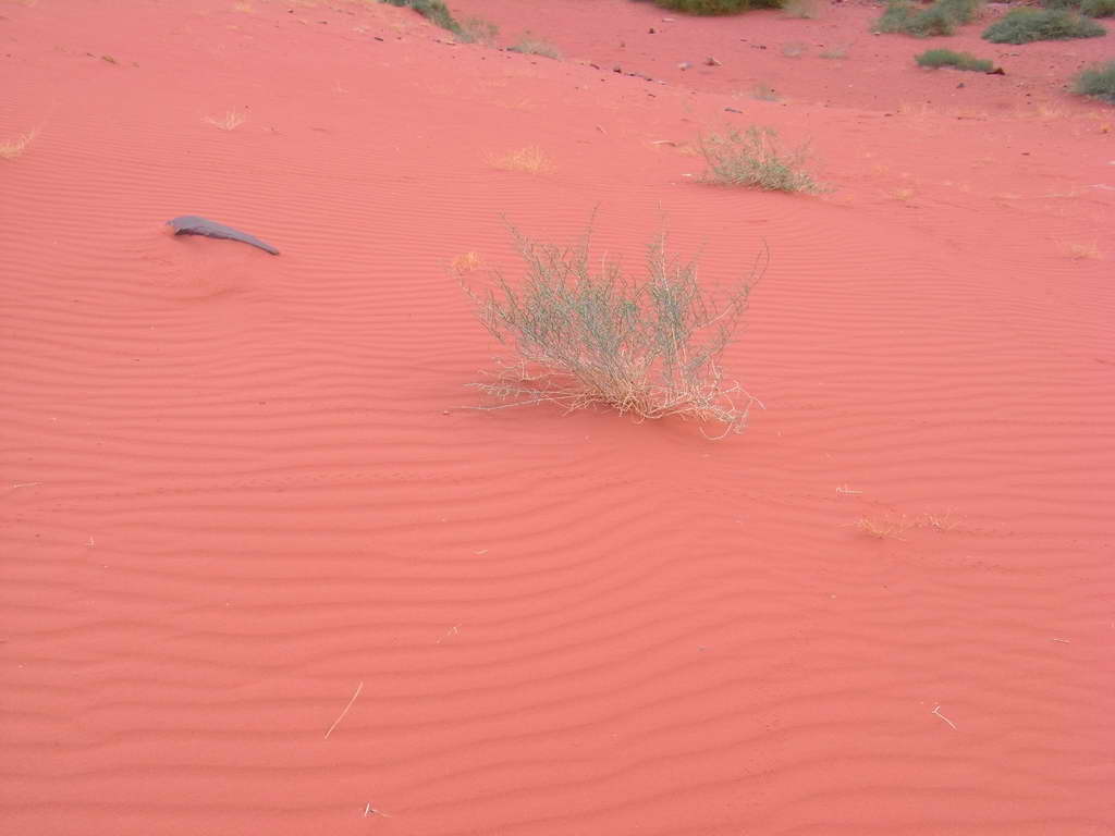 Wadi Rum